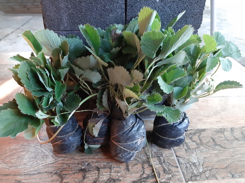 Tanaman Buah Strawberry Jumbo California Cod