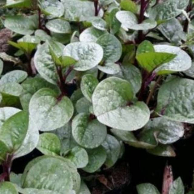 Tanaman herbal binahong merah - bibit tanaman herbal binahong merah