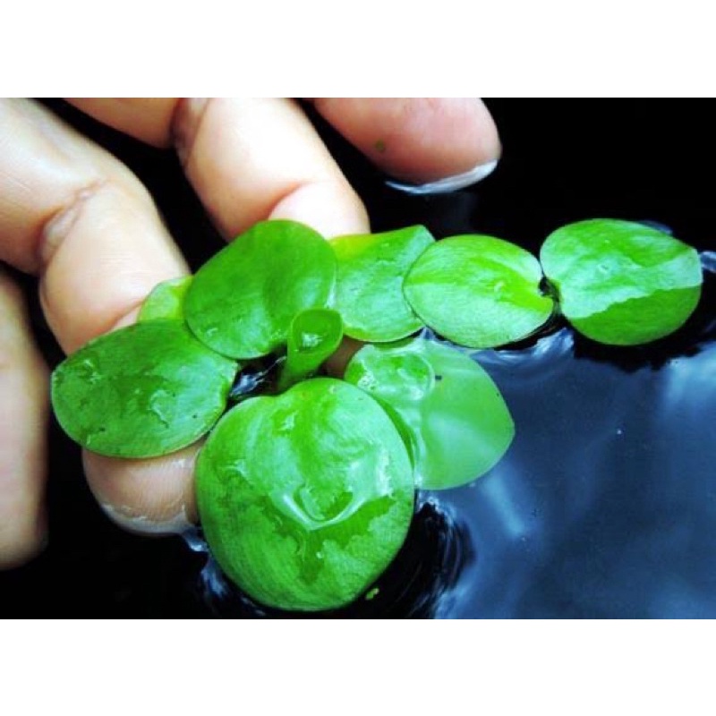 amazon frogbit tanaman apung  hiasan aquarium