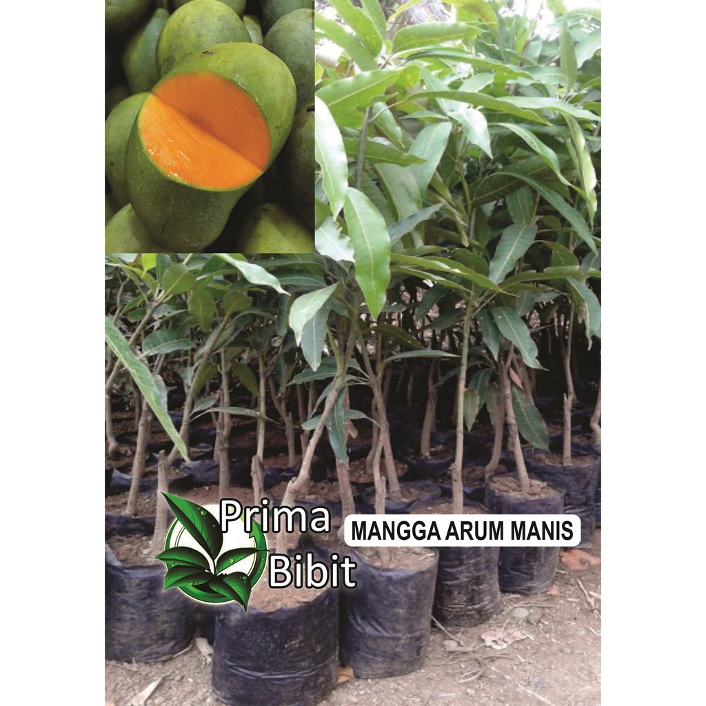 

PB-MANGGA HARUM MANIS