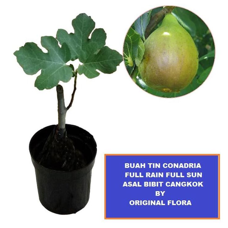 bibit buah Bibit Tanaman Tin Conadria Pohon Tin Cona Bibit Tin Fig Tin Conadria