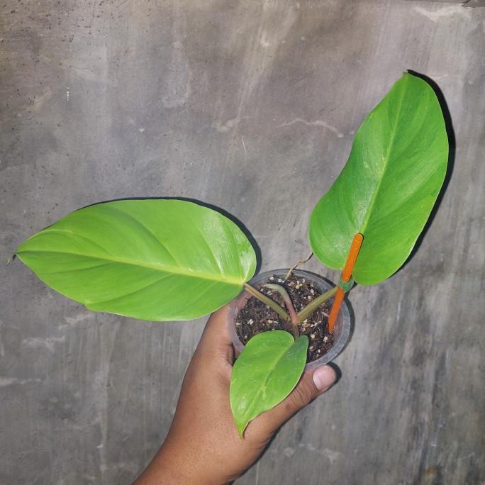 Philodendron Jungle Fever Variegata / Snowdrift Tanaman Hias Koleksi Tandoseller