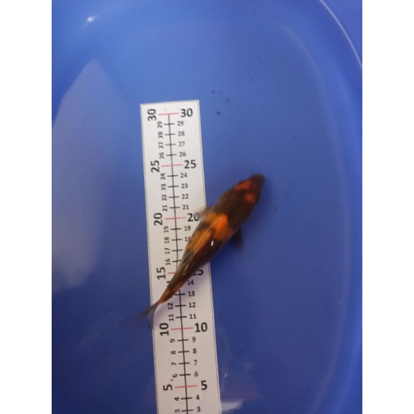 ikan koi hi utsuri/hi showa garansi pengiriman full 100 persen