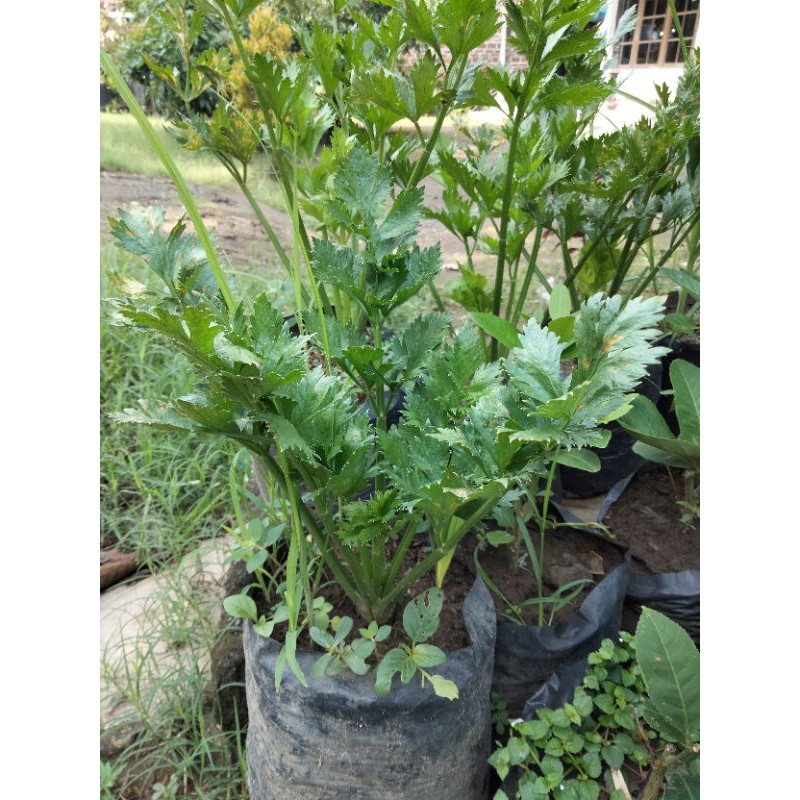 Bibit Seledri Jumbo Herbal untuk pengobatan