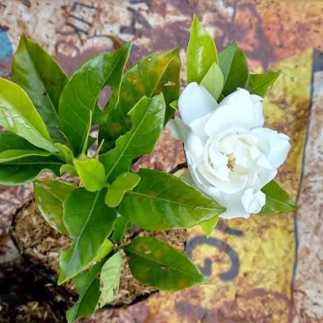 Paling Keren 29 Bunga Melati Gardenia Gambar Bunga HD Paling Keren 29 Bunga Melati Gardenia Gambar Bunga HD