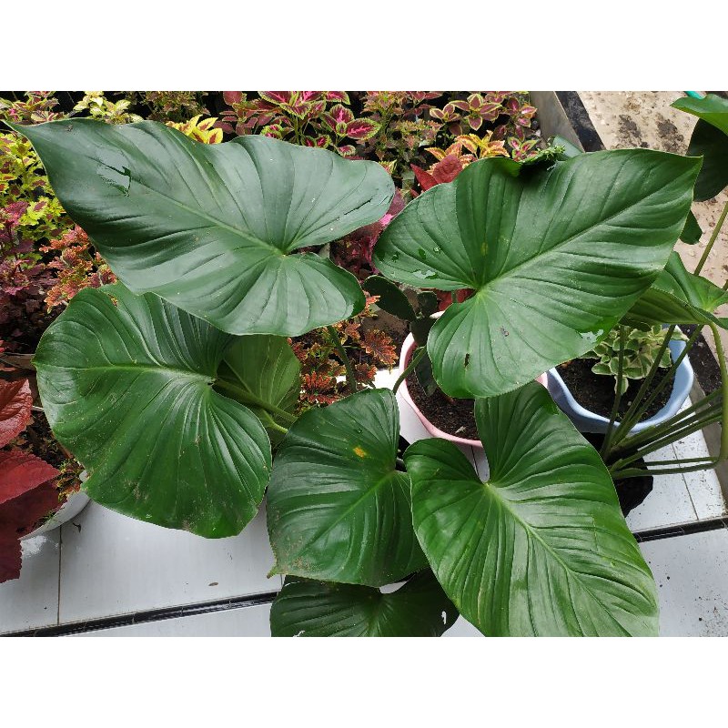 Homalomena Hijau/Homalomena Batang Coklat