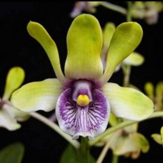 Seedling Anggrek Dendrobium Violaceoflavens Besi spesies selfing