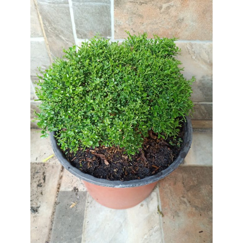 Bonsai Kemuning Mikro ( Besar )