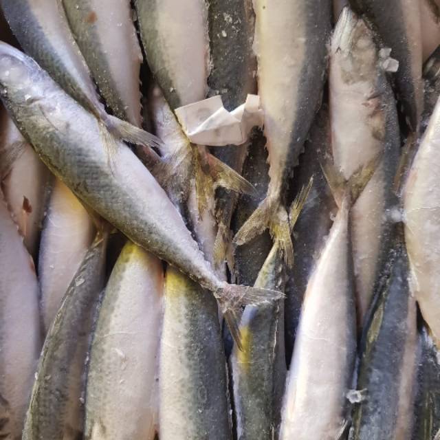 

Ikan salem fresh original