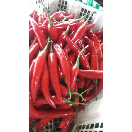 cabe merah gede super 500grm