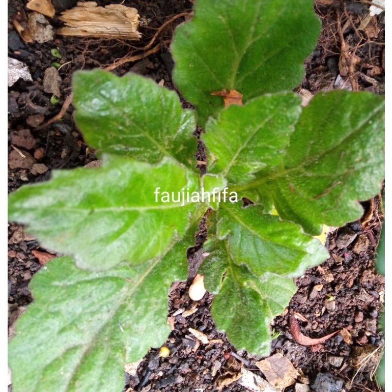 

daun dewa segar petik