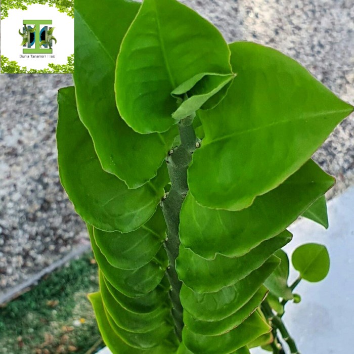 Tanaman hias Zig - Zag Plants PatahTulang - Pohon Zig Zag plant