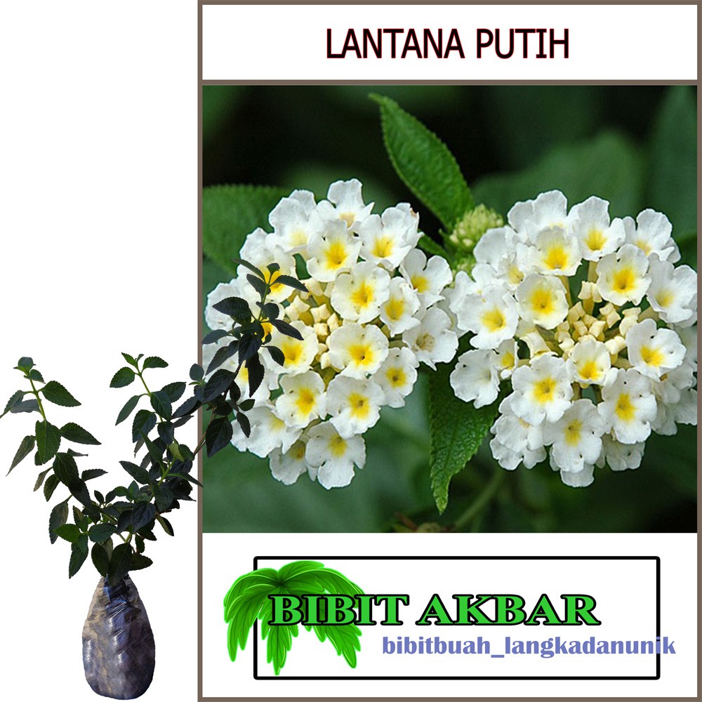 Bibit Tanaman Bunga Lantana Putih