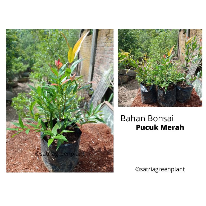 Bahan Bonsai Pucuk Merah