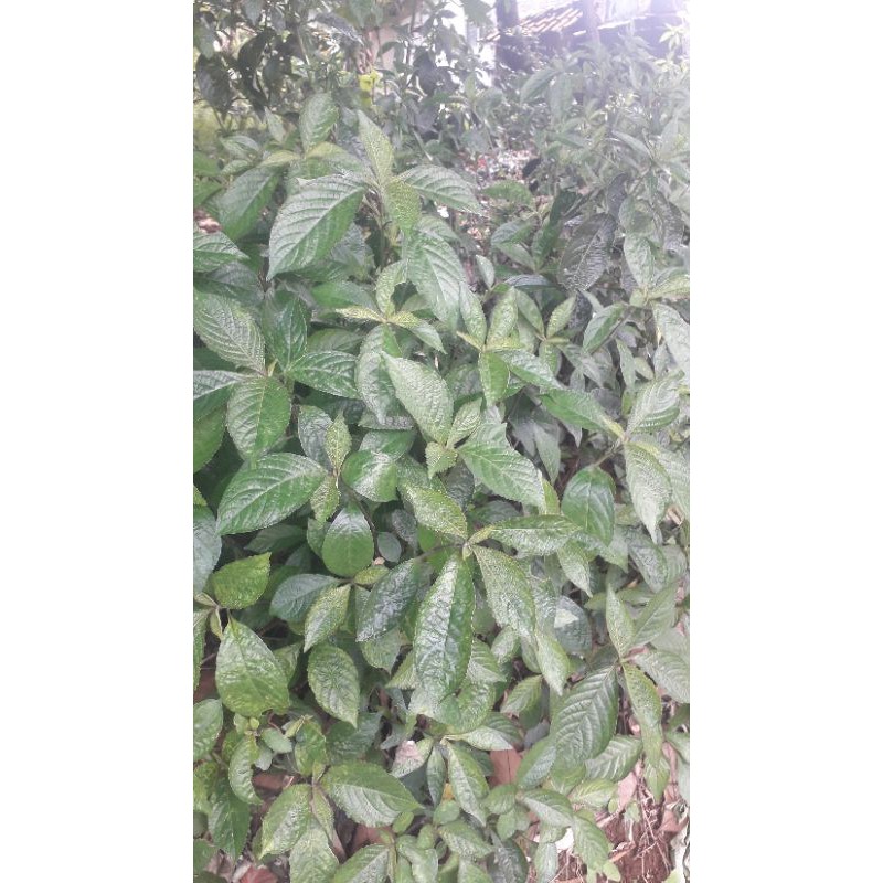 

daun pecah beling/strobilanthes