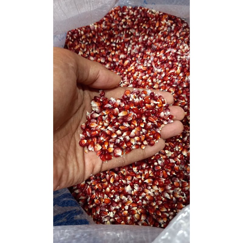 JAGUNG MANGGIS MERPATI