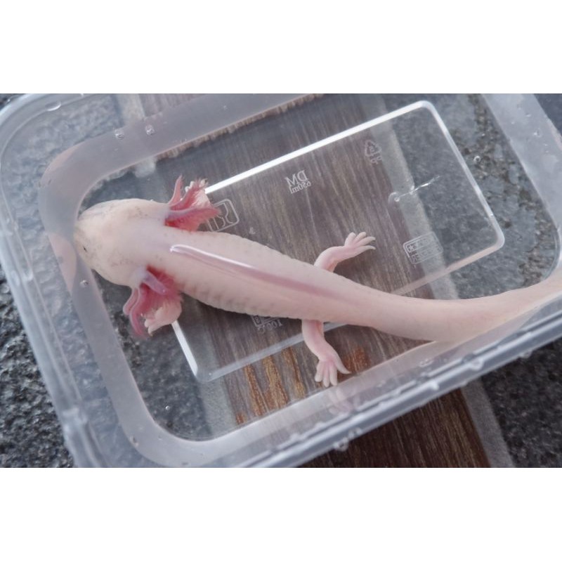 axolotl leucistic /ikan hias/ salamander