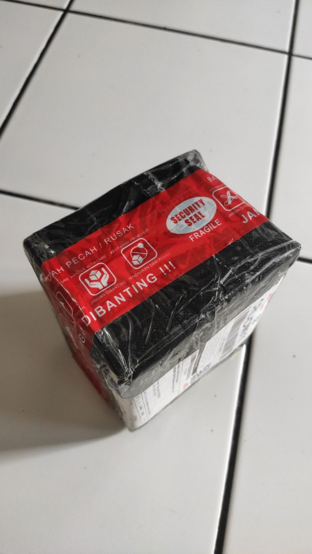 Ikan Pembersih Sapu Sapu Hitam Aquascape