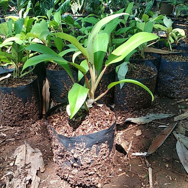 pohon sirih gading centong / philo lemon