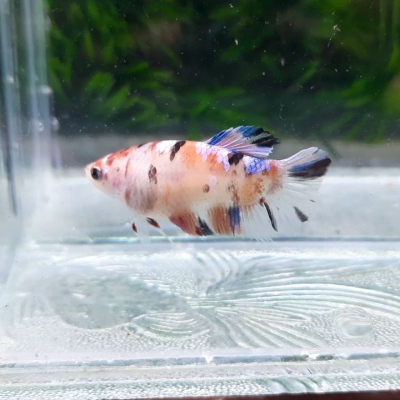 Ikan cupang Giant Koi Betina BO 4