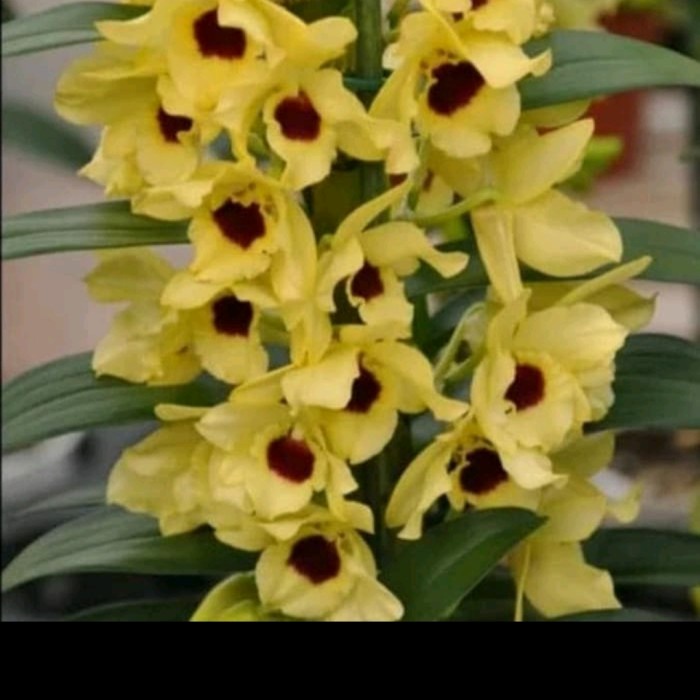 Anggrek Dendrobium Nobile bunga kuning sudah dewasa