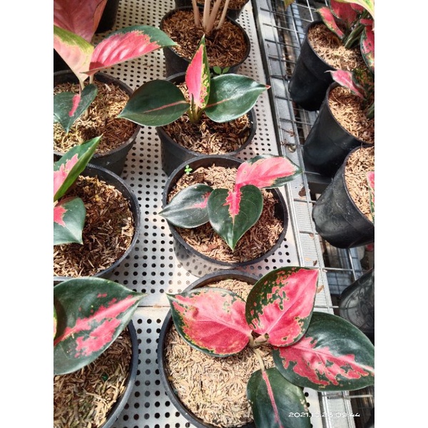 anakan aglonema suksom jaipong