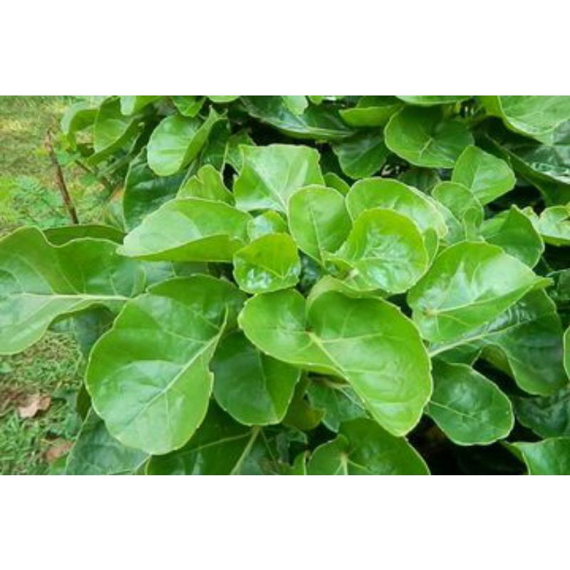 

Herbal daun mangkokan 7 lembar