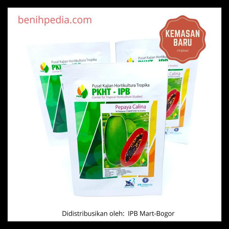 Benih Pepaya Calina Ipb (California) -- Tanaman -- Buah --