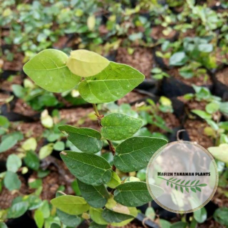 ( BISA COD) Tanaman Rambat Dolar Kecil - Pohon Dolar Daun Kecil Tanaman Hidup-,Bunga Hidup Murah Bun