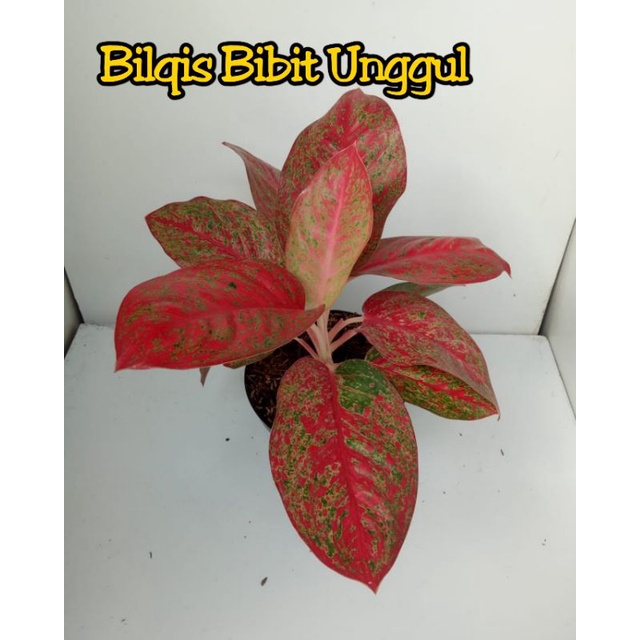 bunga aglonema red stardast rumpun 2-3dewasa/jumbo /red stardas/Stardust/stardus