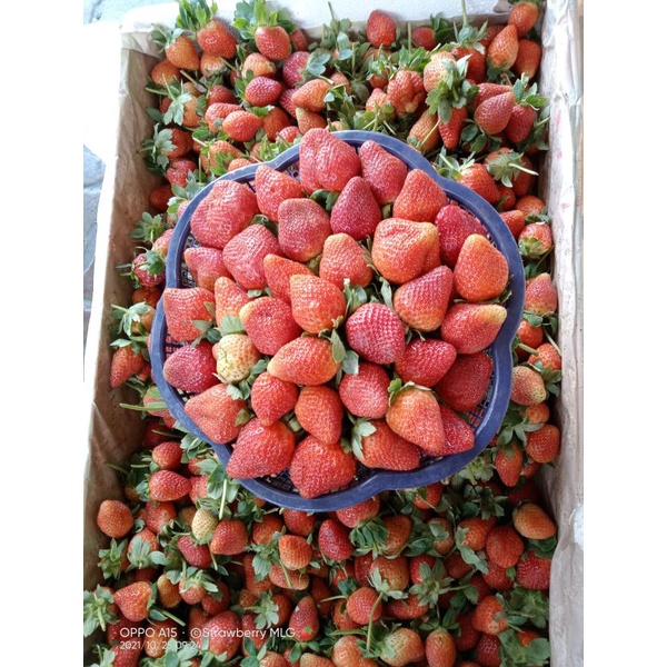 

Strawberry calibert bandung
