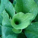 Tanaman Kencur~Bibit tumbuhan Kencur~Tanaman Obat Kencur~Kaempferia galanga~Minimal order 4 pohon