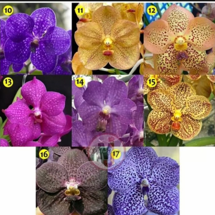 anggrek vanda thailand hybird dewasa kondisi spike/knop warna random