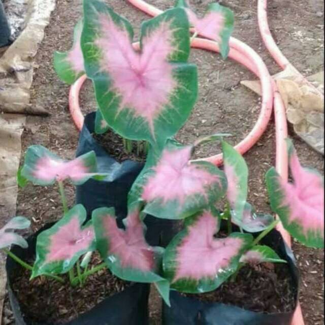 Tanaman Hias Keladi Pink Keladi Pink Caladium Shopee Indonesia