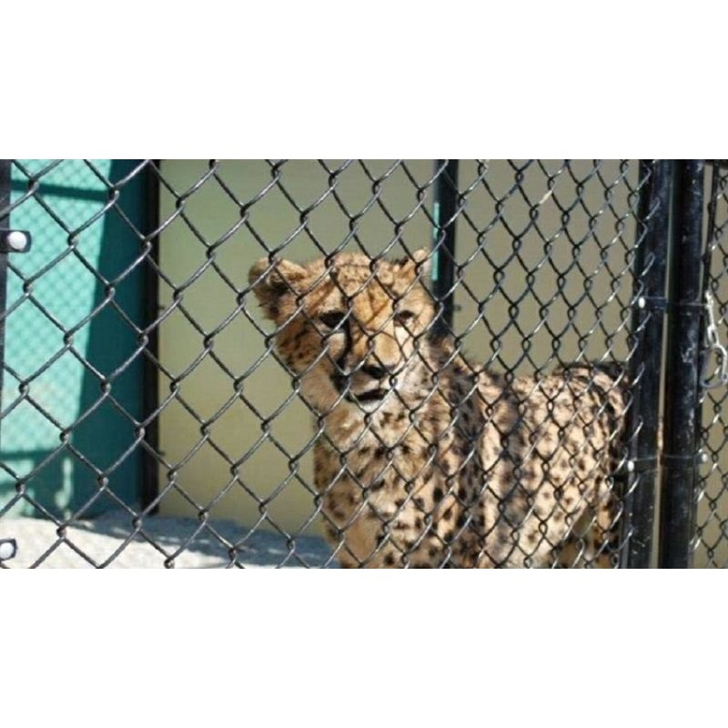 kawat harmonika jaring jaring