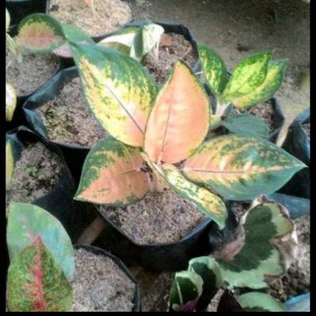 Bibit  Bunga Aglonema Intan Yellow