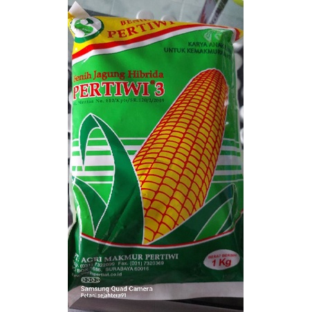 pertiwi 3 benih jagung hibrida