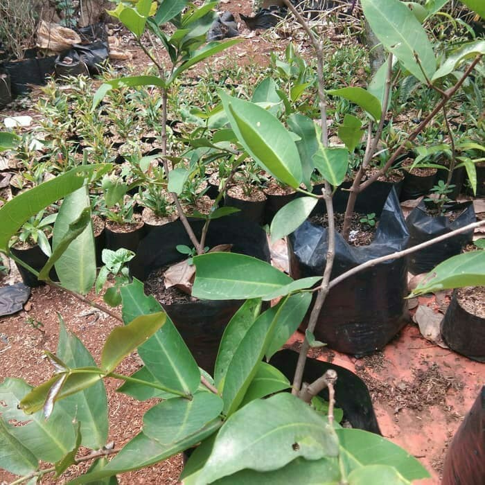 Tanaman jambu air merah - pohon jambu air