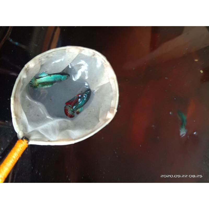 Cupang Samurai Green