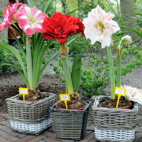 

JB Paket 3 umbi bunga amarylis JB Diskon'
