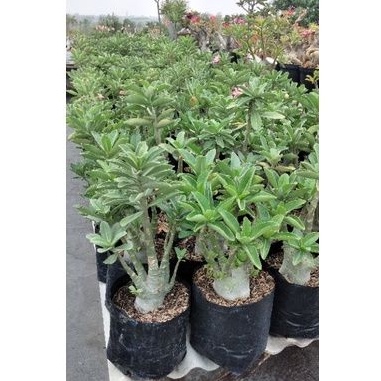 Adenium arabicum cabang aktiv size C