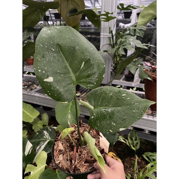 monstera Thai constelatation