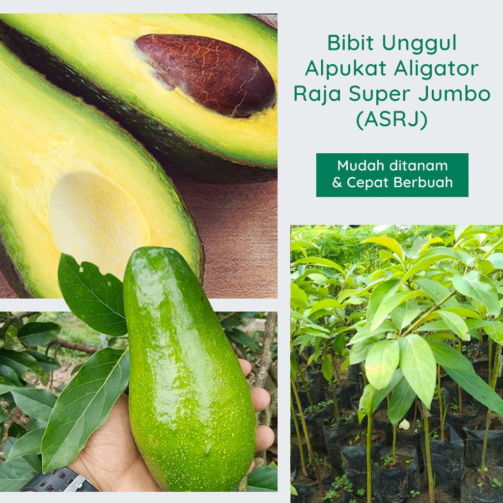 

3 Bibit Unggulan - ( Durian Montong Super, Alpukat Aligator, Durian Matahari )