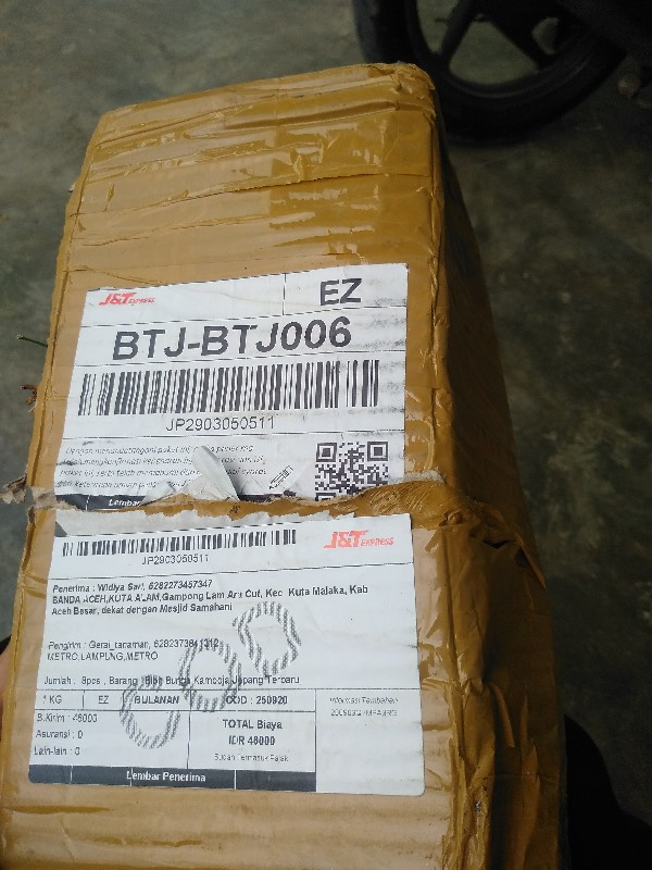 Bibit Bunga Kamboja Jepang Terbaru