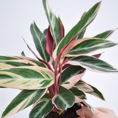 calathea multicolor bibit tanaman hias daun