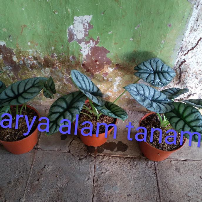 Tanaman Alocasia Silver Dragon Pohon Keladi Tengkorak Silver Alokasia Shopee Indonesia