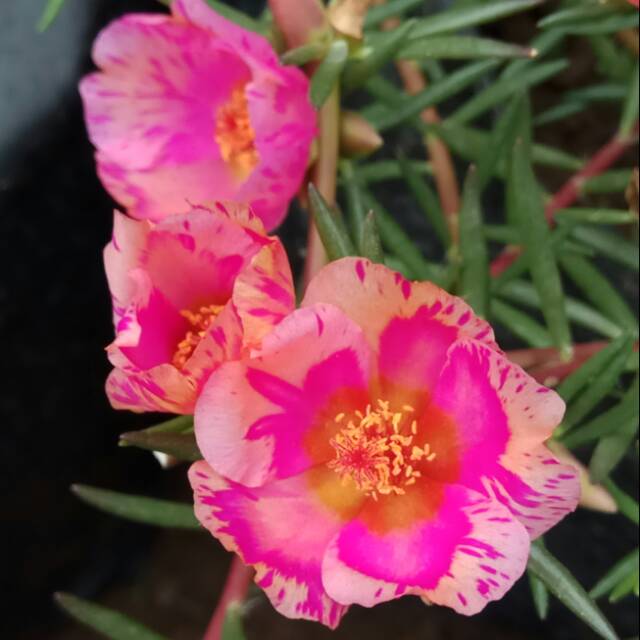 Krokot Tiara Peach Fire, Mossrose Peach Pinkish EA