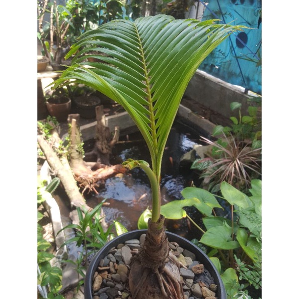 BONSAI KELAPA/ BONKLA USIA 5 TAHUN SUBUR realpict