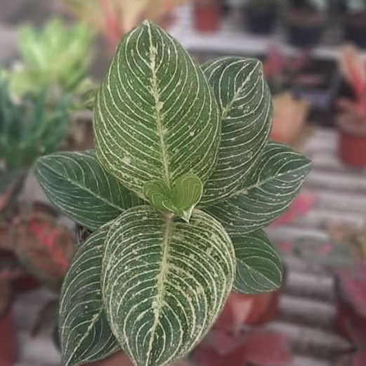 NEW tanaman hias bonggol aglonema white asri