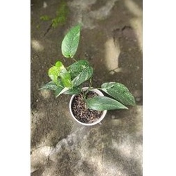 epipremnum pinnatum varigata